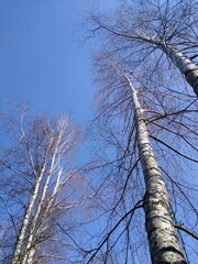brzozy i niebo © Zuzanna