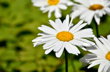Large white daisies stock images. Beautiful daisy stock images. Large daisy on a fresh green background