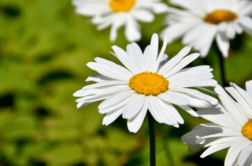 Fototapeta premium Large white daisies stock images. Beautiful daisy stock images. Large daisy on a fresh green background