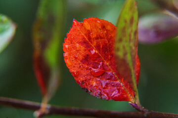 Closeup natural autumn fall view of red orange leaf on blurred background in garden or park, selective focus. Inspirational nature october or september wallpaper. Change of seasons concept