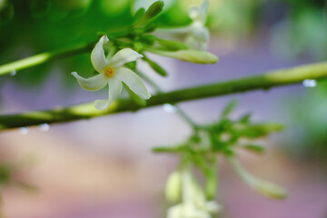 close up of white flower