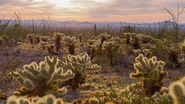 Time lapse of sunset over cholla cactus at Kofa National Wildlife Refuge in Arizona