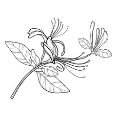 Bunch of outline Lonicera or Japanese Honeysuckle with flower, bud and leaf in black isolated on white background.