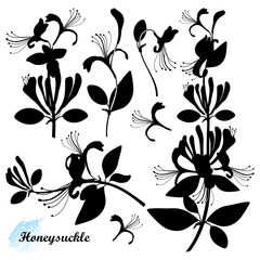 Set of silhouettes Lonicera or Japanese Honeysuckle with flower, bud and leaf in black isolated on white background.