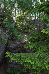 Branches of green fir trees against the background of huge stones