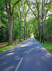 Fototapeta na wymiar straight german avenue road in sunlight and forest with bright end
