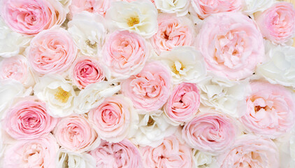 Obraz na płótnie Canvas Light floral background. White and pink roses close-up top view with space for text. Wedding background of delicate roses.