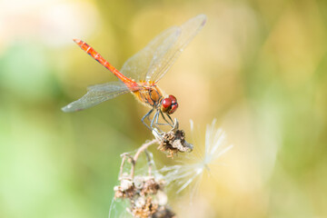 red dragonfly