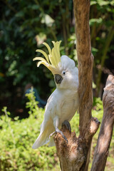 the white cockatoo on tree log