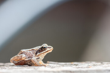 a small frog sits on the Board