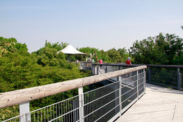 Baumkronenpfad, Nationalpark Hainich, Thueringen, Deutschland, Europa