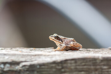 a small frog sits on the Board