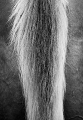 Texture of foal horse tail hair close up in black and white.
