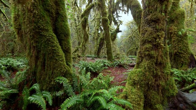 Static shot of ferns and mosses at Hall of Mosses in Hoh Rain Forest in Washington
