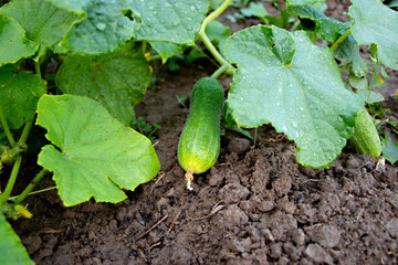 Fototapeta premium Green sheets and new cucumber grows from soil in garden