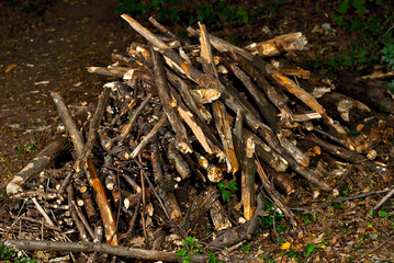 A lot of firewood is dumped in a pile. Harvesting firewood for a campfire.