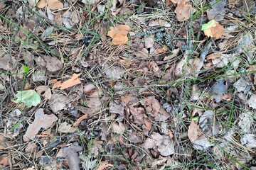 leaves in the forest