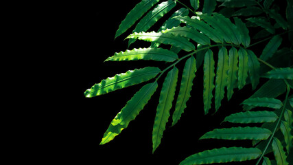Green leaves fronds of giant fern or king fern (Angiopteris species) rare plant growing in wild, tropical rainforest plant on black background.