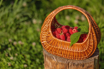 A wicker basket filled with ripe raspberries on a blurry green background. Freshly picked raspberries lie in a basket on a stump and are illuminated by sunlight.