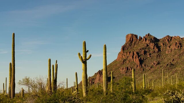 Time lapse of Saguaro cacti in evening light at Sonoran Desert in Arizona