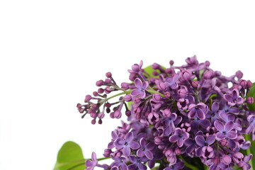 Blossoming Syringa vulgaris. Branch with lilac flowers isolated on white background. 