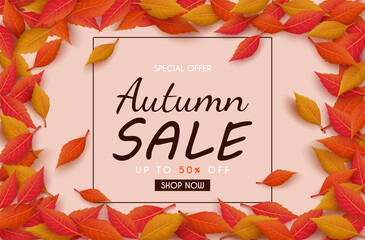 Autumn sales banner design with colorful seasonal fall leaves. and concept autumn advertising. for shopping discount promotion, frame leaflet or web banner. and used as illustration or background.