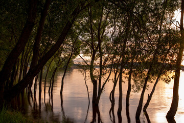 Naklejka premium Black silhouettes of trees growing out of the water against the background of a bright sunset.