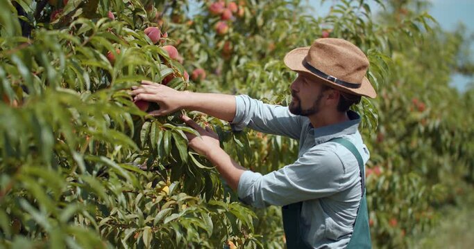 Side view of happy bearded man in uniform and summer hat controlling ripeness of peaches in garden. Concept of agriculture and season work.