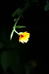 yellow flower on black