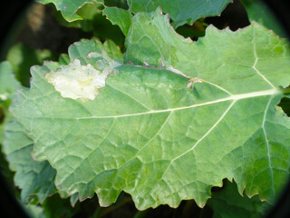 Leaf of Oilseed Rape (Brassica napus) damaged by cabbage leaf miner Fly of (Phytomyza rufipes) (Diptera, Agromyzidae: leaf-miner flies). It is pest of Brassicaceae e.g mustard, rapeseed, cabbage.