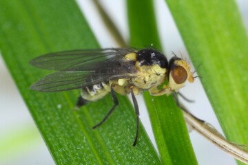 Fly of Phytomyza rufipes (Diptera, Agromyzidae: leaf-miner flies). It is pest od Brassicaceae e.g...