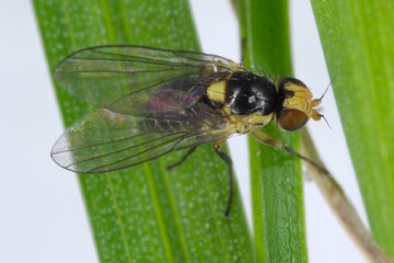 Fly of Phytomyza rufipes (Diptera, Agromyzidae: leaf-miner flies). It is pest od Brassicaceae e.g mustard, rapeseed, cabbage, cauliflower, broccoli, rape, horseradish and others