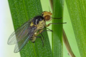 Fototapeta premium Fly of Phytomyza rufipes (Diptera, Agromyzidae: leaf-miner flies). It is pest od Brassicaceae e.g mustard, rapeseed, cabbage, cauliflower, broccoli, rape, horseradish and others