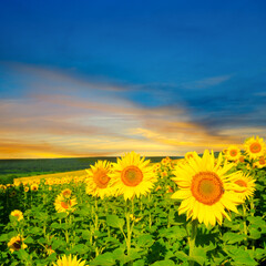 Sunflower field on sunset. Beautiful nature landscape.