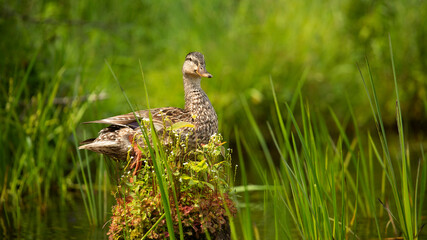a small duck in grass