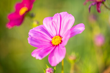 Fototapeta premium Flower meadow , summer, bee pasture, summer meadow background