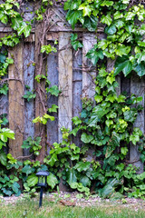 A fence covered with green ivy.