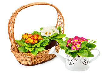 Blooming primroses in a basket and decorative watering can isolated on a white .