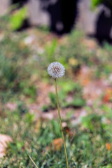 Dandelion Flower seed in a garden