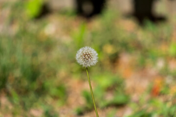 Dandelion Flower seed in a garden
