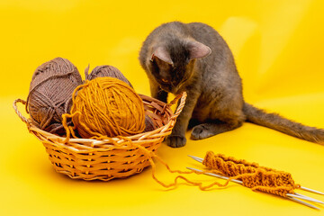on a yellow background is a basket with woolen threads for knitting, started knitting on needles and a gray cat
