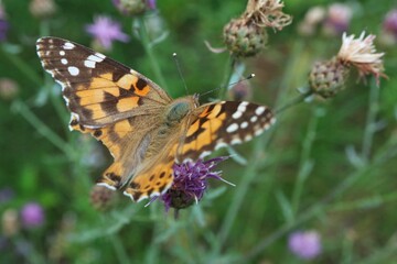 Butterfly painted lady on thistle flowers


