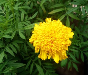 Yellow Marigold blossom