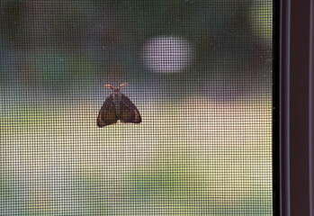 A moth resting on a substance. 