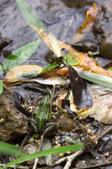 Green frog on the shore of a polluted lake.