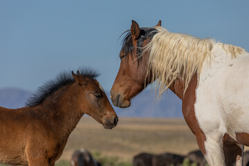 Wild Horse Mare and Her Foal in utah