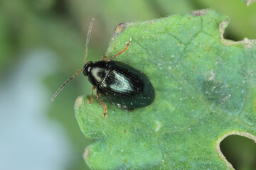 Cabbage Stem Flea Beetle (Psylliodes chrysocephala) on Oilseed Rape (Brassica napus)