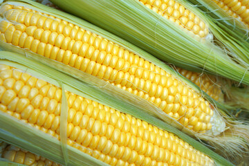 fresh yellow corn on the cob
