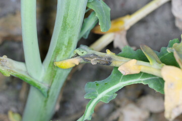 Leaf petioles of rapeseed leaves damaged by larvae of Cabbage Stem Flea Beetle (Psylliodes chrysocephala). The leaves die and secondary fungal infections appear