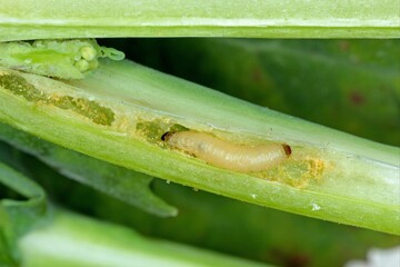 Leaf petioles of rapeseed leaves damaged by larvae of Cabbage Stem Flea Beetle (Psylliodes...